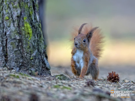 thumbnail 24 FRIESLAND FOTOGRAFIE 