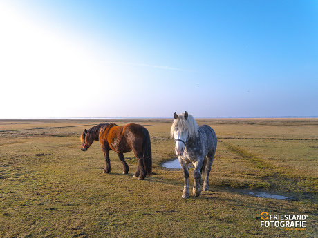 thumbnail 9 FRIESLAND FOTOGRAFIE 