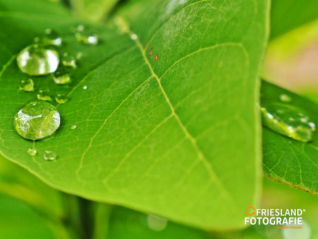 thumbnail 39 FRIESLAND FOTOGRAFIE 