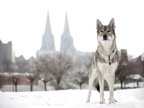 ©: Fotograf der Papagraf Fotograf der Papagraf aus Köln