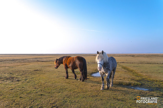 Foto 9: Fotograf FRIESLAND FOTOGRAFIE 