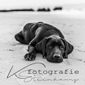Logo/Portrait: Fotograf K. Steinkamp Fotografie Logo/Portrait: Fotograf K. Steinkamp Fotografie